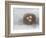 Rustic Bird Nest II-Ethan Harper-Framed Premium Giclee Print