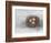 Rustic Bird Nest II-Ethan Harper-Framed Premium Giclee Print