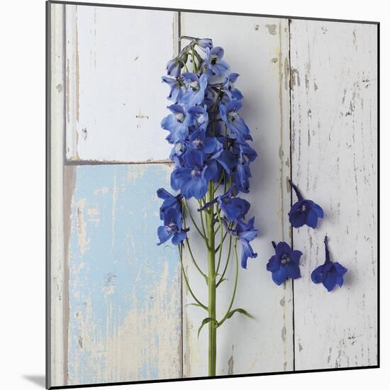 Rustic Floral-Camille Soulayrol-Mounted Giclee Print