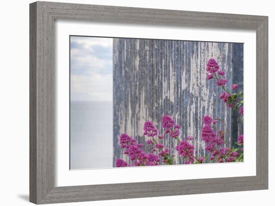 Rustic Focus - Floral-Alan Copson-Framed Giclee Print