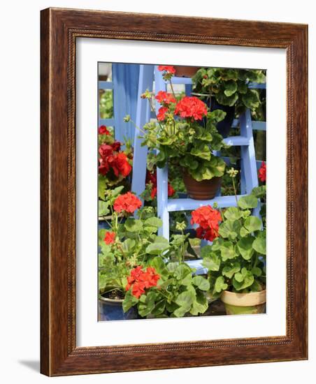 Rustic Garden Geranium Feature, Geranium Plants in Full Bloom on Blue Painted Wooden Stepladder, UK-Gary Smith-Framed Photographic Print