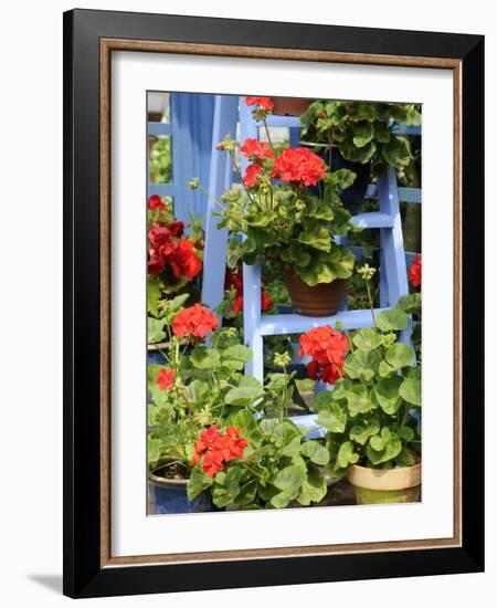 Rustic Garden Geranium Feature, Geranium Plants in Full Bloom on Blue Painted Wooden Stepladder, UK-Gary Smith-Framed Photographic Print