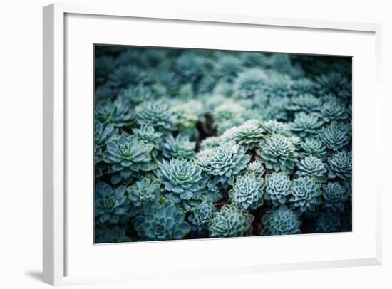 Rustic Macro Shot of Cactus - Tropical Plant with Shallow Depth of Field.Natural Background with Su-NaturePhotography-Framed Photographic Print