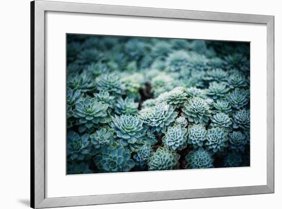 Rustic Macro Shot of Cactus - Tropical Plant with Shallow Depth of Field.Natural Background with Su-NaturePhotography-Framed Photographic Print