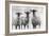 Rustic Sheep I-Ethan Harper-Framed Art Print