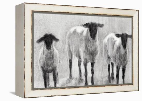 Rustic Sheep II-Ethan Harper-Framed Stretched Canvas