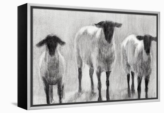 Rustic Sheep II-Ethan Harper-Framed Stretched Canvas