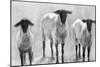 Rustic Sheep II-Ethan Harper-Mounted Art Print