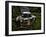 Rusty Auto I-PHBurchett-Framed Photographic Print