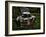 Rusty Auto I-PHBurchett-Framed Photographic Print