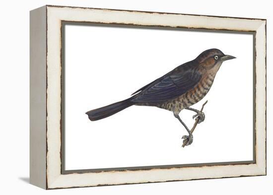 Rusty Blackbird (Euphagus Carolinus), Birds-Encyclopaedia Britannica-Framed Stretched Canvas