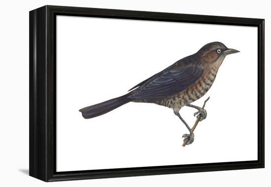 Rusty Blackbird (Euphagus Carolinus), Birds-Encyclopaedia Britannica-Framed Stretched Canvas