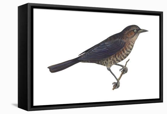 Rusty Blackbird (Euphagus Carolinus), Birds-Encyclopaedia Britannica-Framed Stretched Canvas