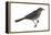 Rusty Blackbird (Euphagus Carolinus), Birds-Encyclopaedia Britannica-Framed Stretched Canvas