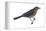 Rusty Blackbird (Euphagus Carolinus), Birds-Encyclopaedia Britannica-Framed Stretched Canvas