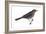 Rusty Blackbird (Euphagus Carolinus), Birds-Encyclopaedia Britannica-Framed Art Print