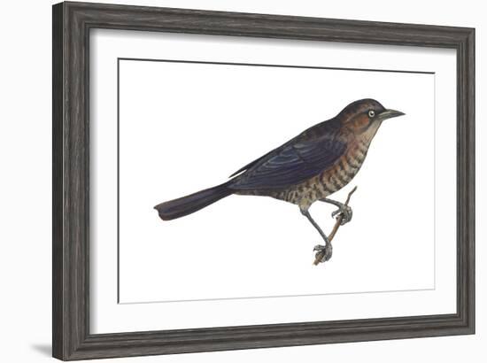 Rusty Blackbird (Euphagus Carolinus), Birds-Encyclopaedia Britannica-Framed Art Print