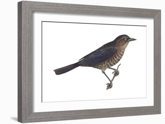 Rusty Blackbird (Euphagus Carolinus), Birds-Encyclopaedia Britannica-Framed Art Print