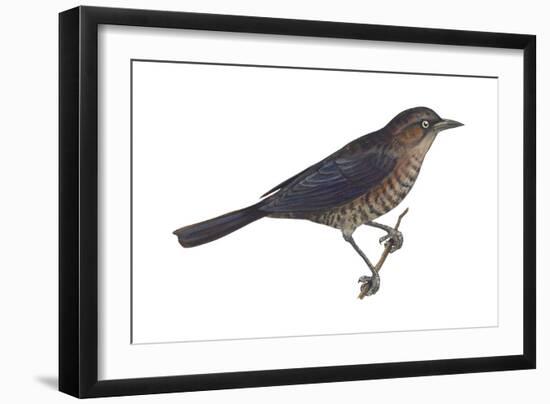 Rusty Blackbird (Euphagus Carolinus), Birds-Encyclopaedia Britannica-Framed Art Print