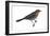 Rusty Blackbird (Euphagus Carolinus), Birds-Encyclopaedia Britannica-Framed Art Print