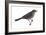 Rusty Blackbird (Euphagus Carolinus), Birds-Encyclopaedia Britannica-Framed Art Print