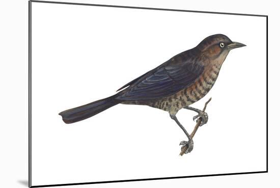 Rusty Blackbird (Euphagus Carolinus), Birds-Encyclopaedia Britannica-Mounted Art Print