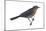 Rusty Blackbird (Euphagus Carolinus), Birds-Encyclopaedia Britannica-Mounted Art Print