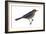 Rusty Blackbird (Euphagus Carolinus), Birds-Encyclopaedia Britannica-Framed Art Print