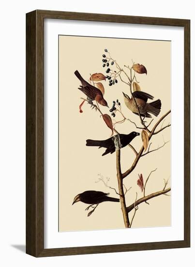 Rusty Blackbirds-John James Audubon-Framed Giclee Print