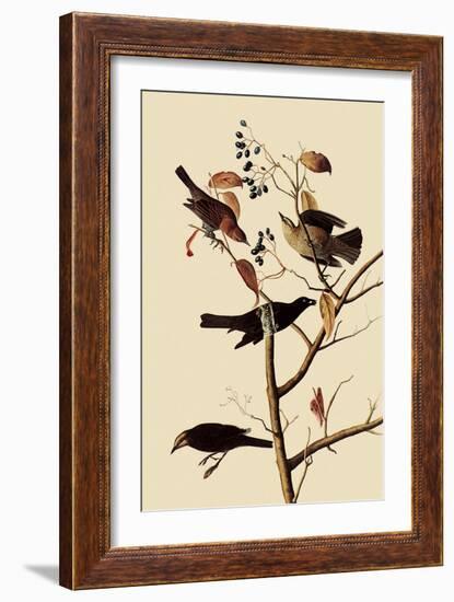 Rusty Blackbirds-John James Audubon-Framed Giclee Print