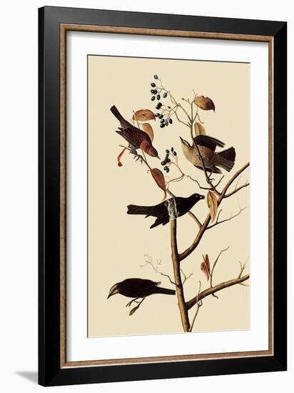 Rusty Blackbirds-John James Audubon-Framed Giclee Print