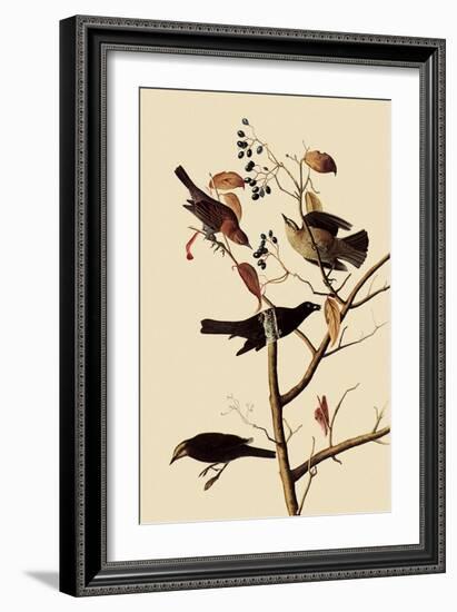 Rusty Blackbirds-John James Audubon-Framed Giclee Print