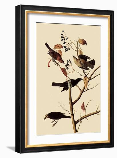 Rusty Blackbirds-John James Audubon-Framed Giclee Print