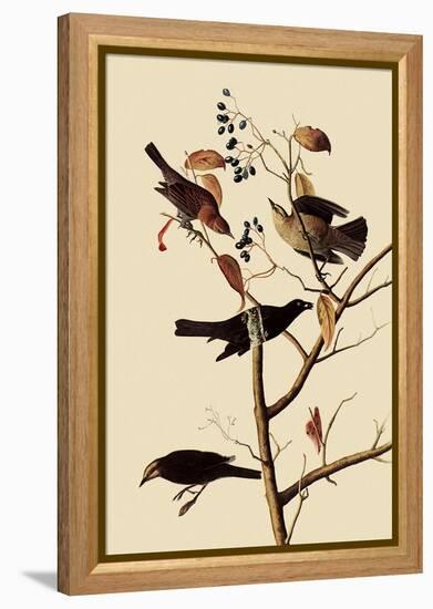 Rusty Blackbirds-John James Audubon-Framed Premier Image Canvas
