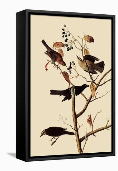 Rusty Blackbirds-John James Audubon-Framed Premier Image Canvas