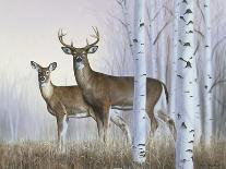 Deer in Birch Woods-Rusty Frentner-Giclee Print