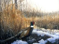 Mallard Family-Rusty Frentner-Giclee Print