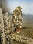Red Tailed Hawk-Rusty Frentner-Giclee Print