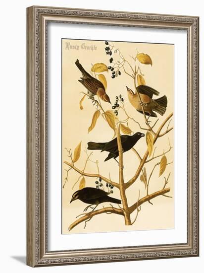 Rusty Grackle-John James Audubon-Framed Art Print