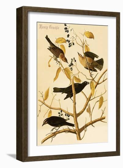 Rusty Grackle-John James Audubon-Framed Art Print