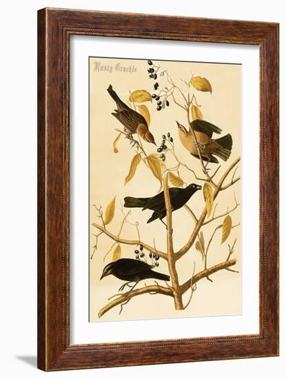 Rusty Grackle-John James Audubon-Framed Art Print