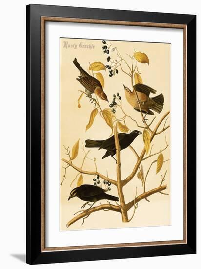 Rusty Grackle-John James Audubon-Framed Art Print