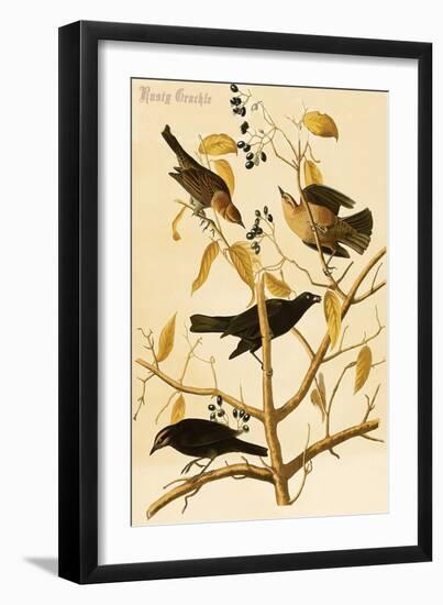 Rusty Grackle-John James Audubon-Framed Art Print