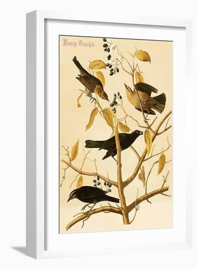 Rusty Grackle-John James Audubon-Framed Art Print