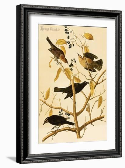 Rusty Grackle-John James Audubon-Framed Art Print