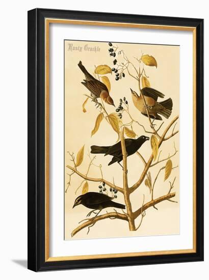 Rusty Grackle-John James Audubon-Framed Art Print