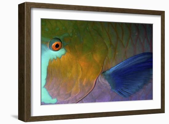 Rusty Parrotfish-null-Framed Photographic Print