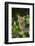 Rusty-spotted cat (Prionailurus rubininosus phillipsi) captive, occurs in Sri Lanka-Terry Whittaker-Framed Photographic Print