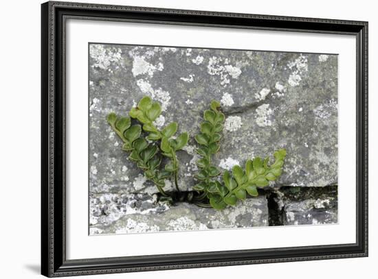 Rustyback Fern (Ceterach Officinarum), Growing in Wall, Near Hartland, North Devon, UK. December-Ross Hoddinott-Framed Photographic Print