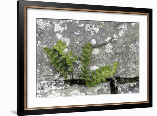 Rustyback Fern (Ceterach Officinarum), Growing in Wall, Near Hartland, North Devon, UK. December-Ross Hoddinott-Framed Photographic Print